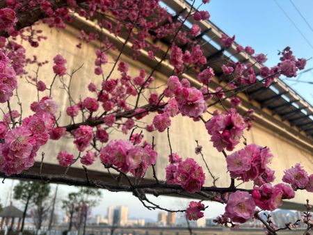 春信至 梅花香圖1 春信至 梅花香圖1